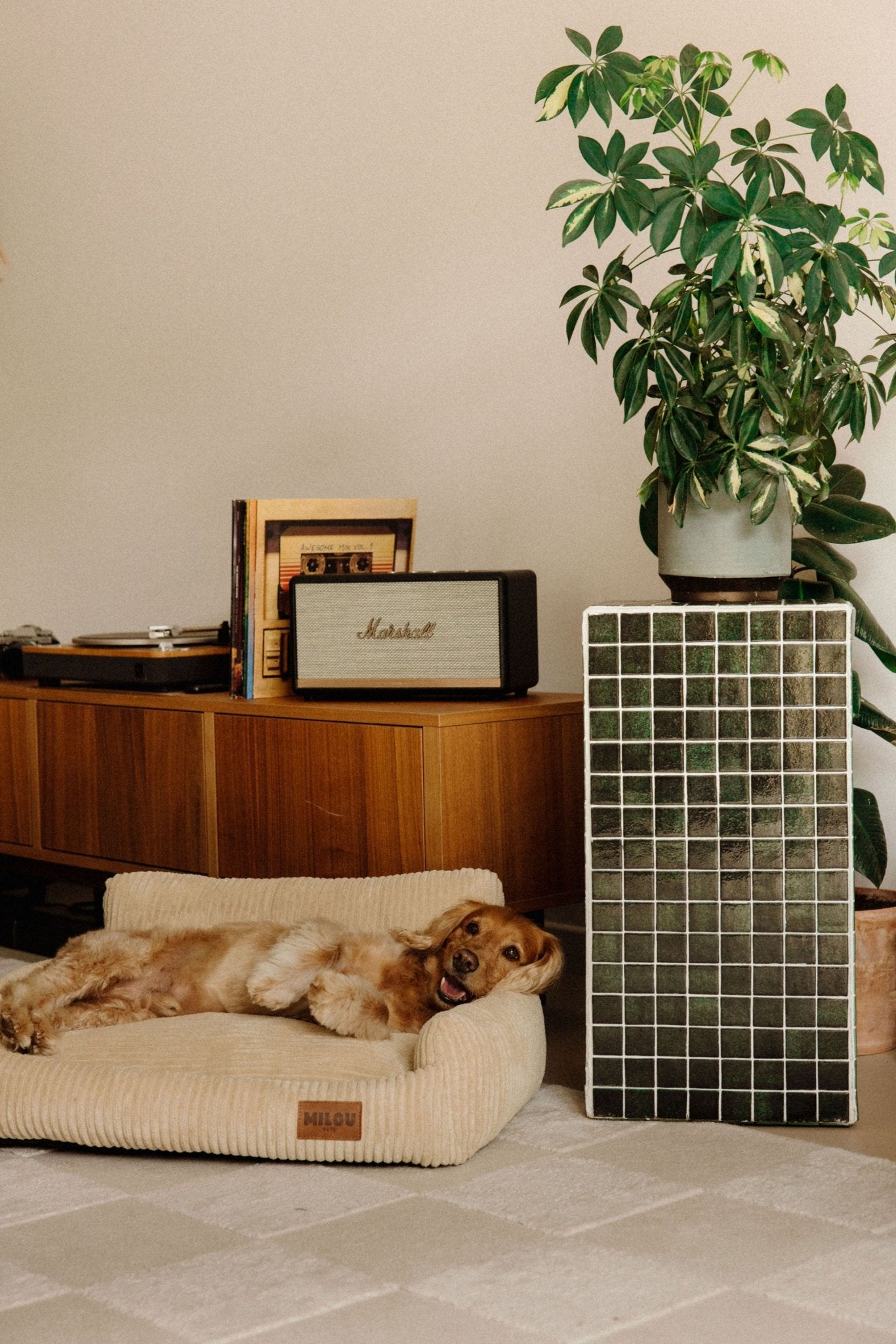 Canapé pour chien beige, panier orthopédique et confortable