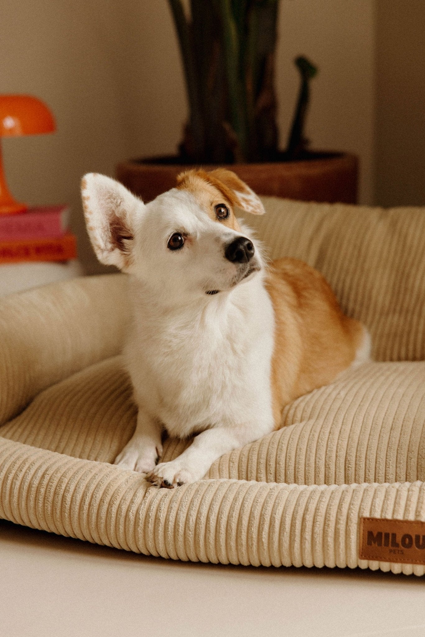 Panier pour chien vert sapin, velours côtelé et orthopédique
