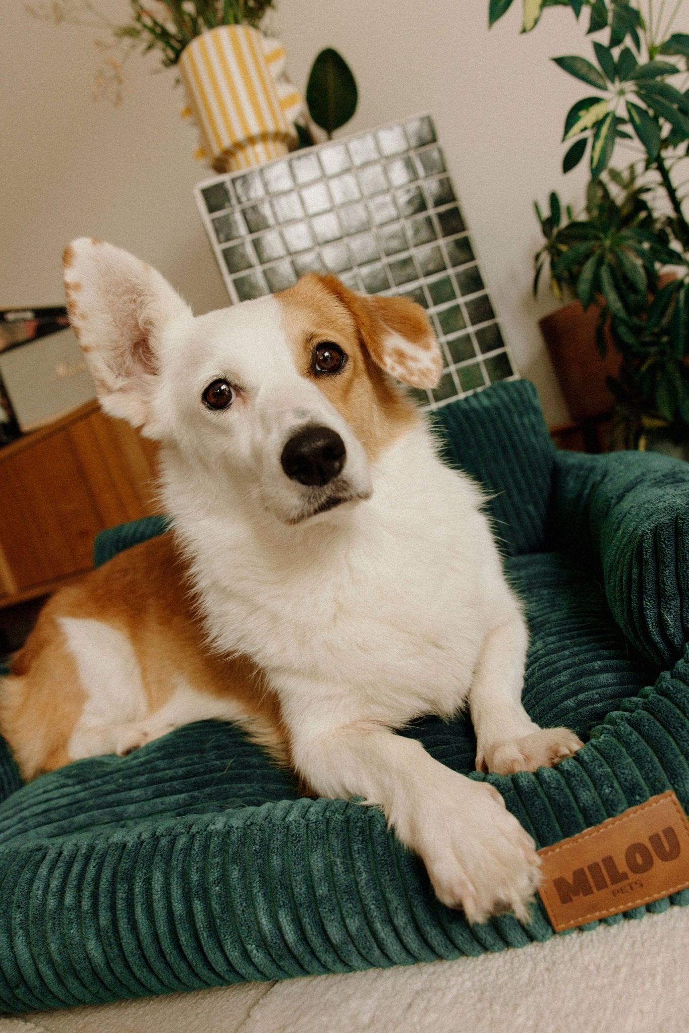 Canapé pour chiens orthopédique en velours côtelé vert