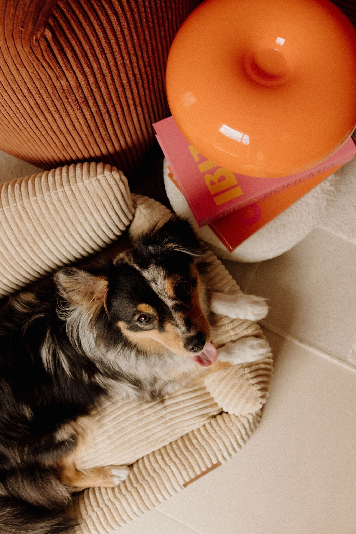 Paniers pour chiens stylés, durables et confortables