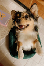 Panier pour chiens durable et confortable. 100% recyclé