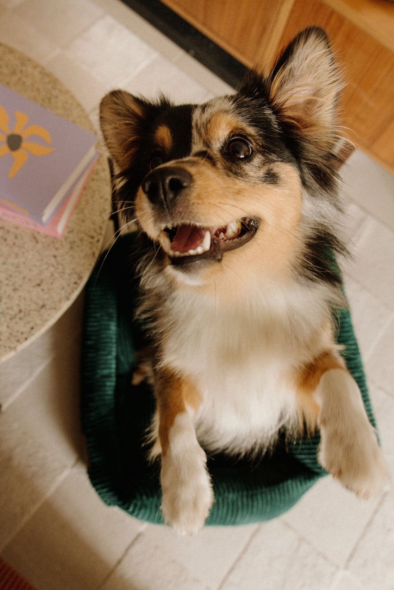 Panier pour chiens durable et confortable. 100% recyclé