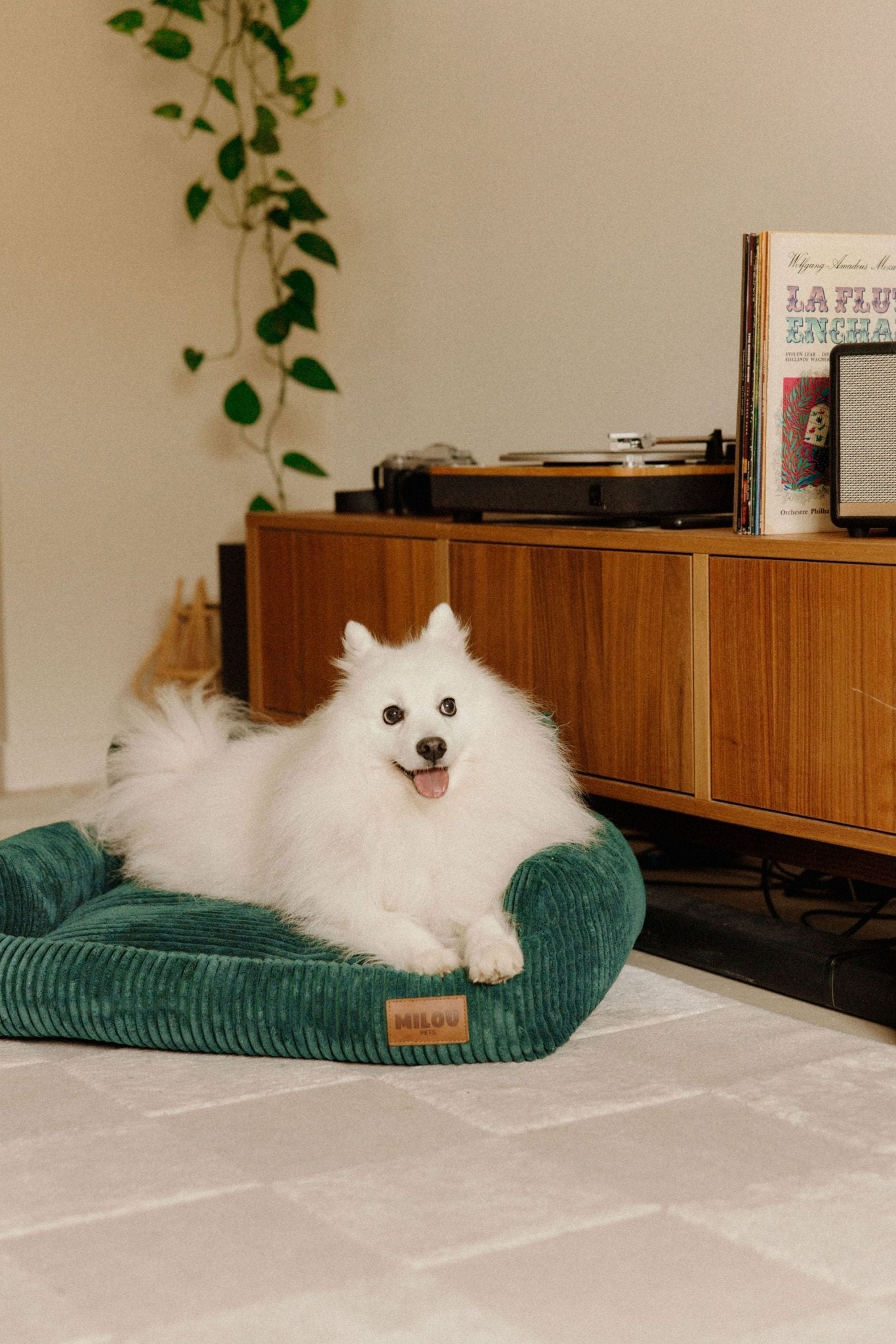 Canapés pour chiens confortables, design et durables