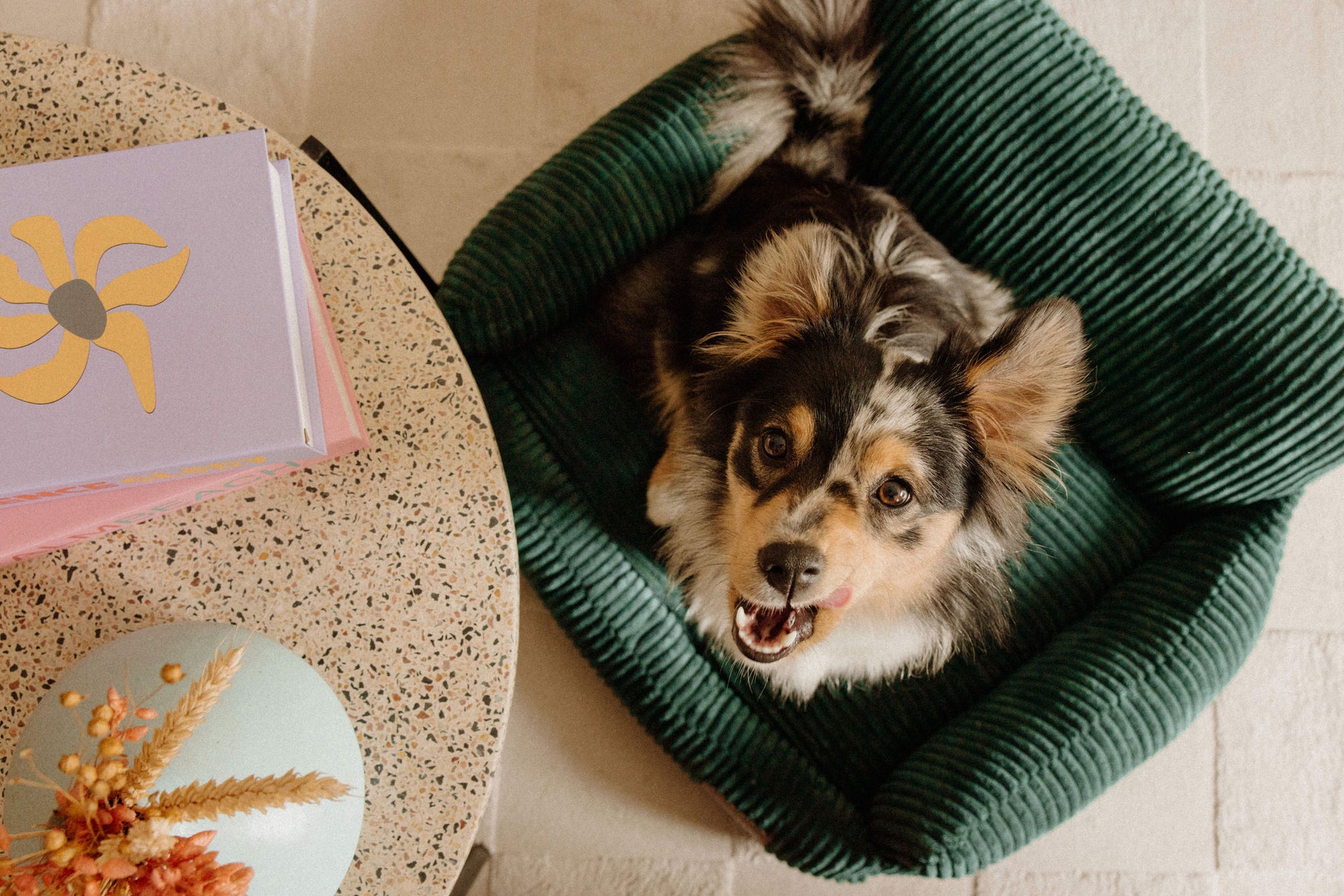 Paniers pour chiens confortables, durables et design