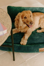 Canapé pour chien vert, panier orthopédique et confortable