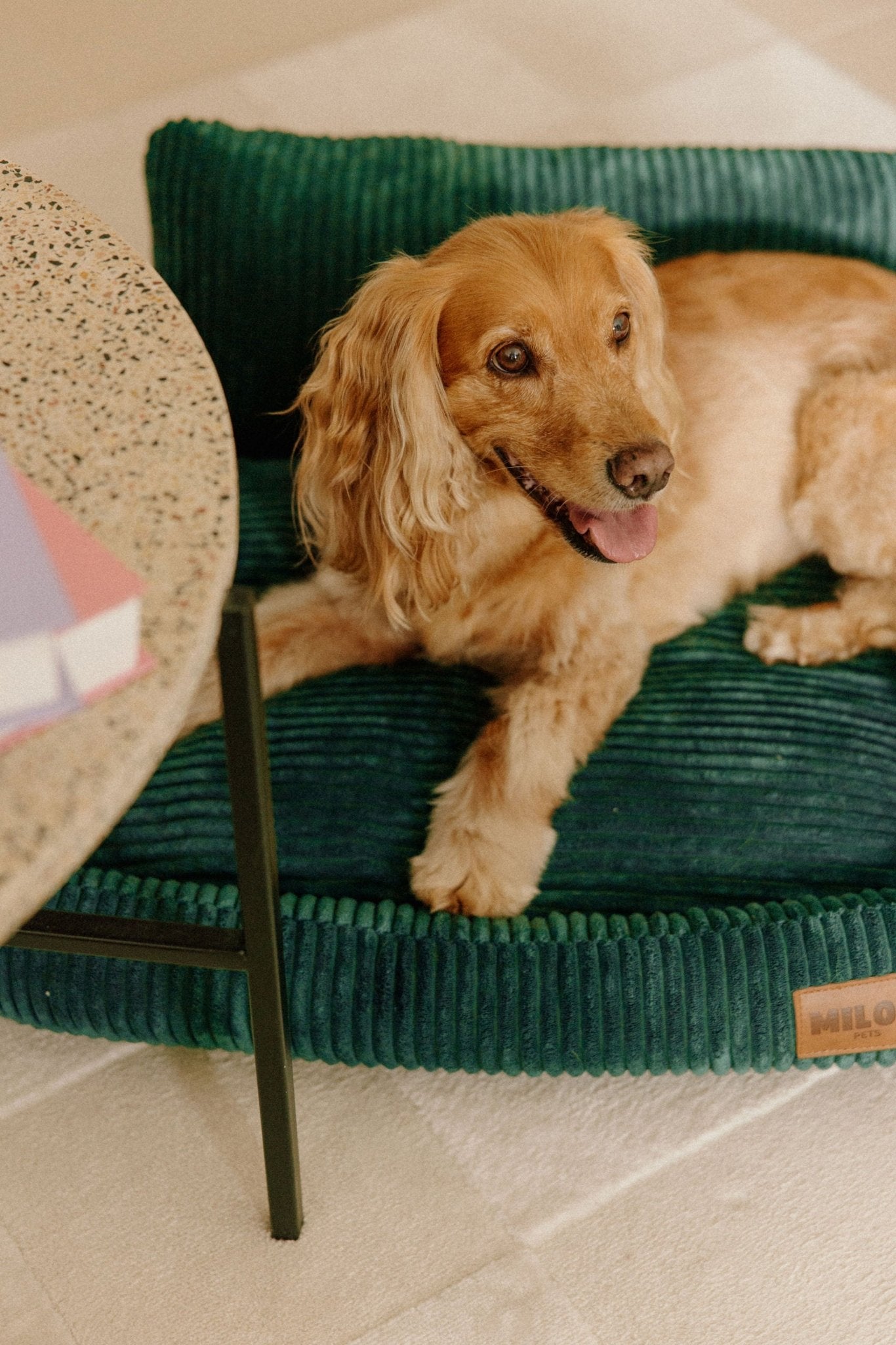 Canapé pour chien vert, panier orthopédique et confortable