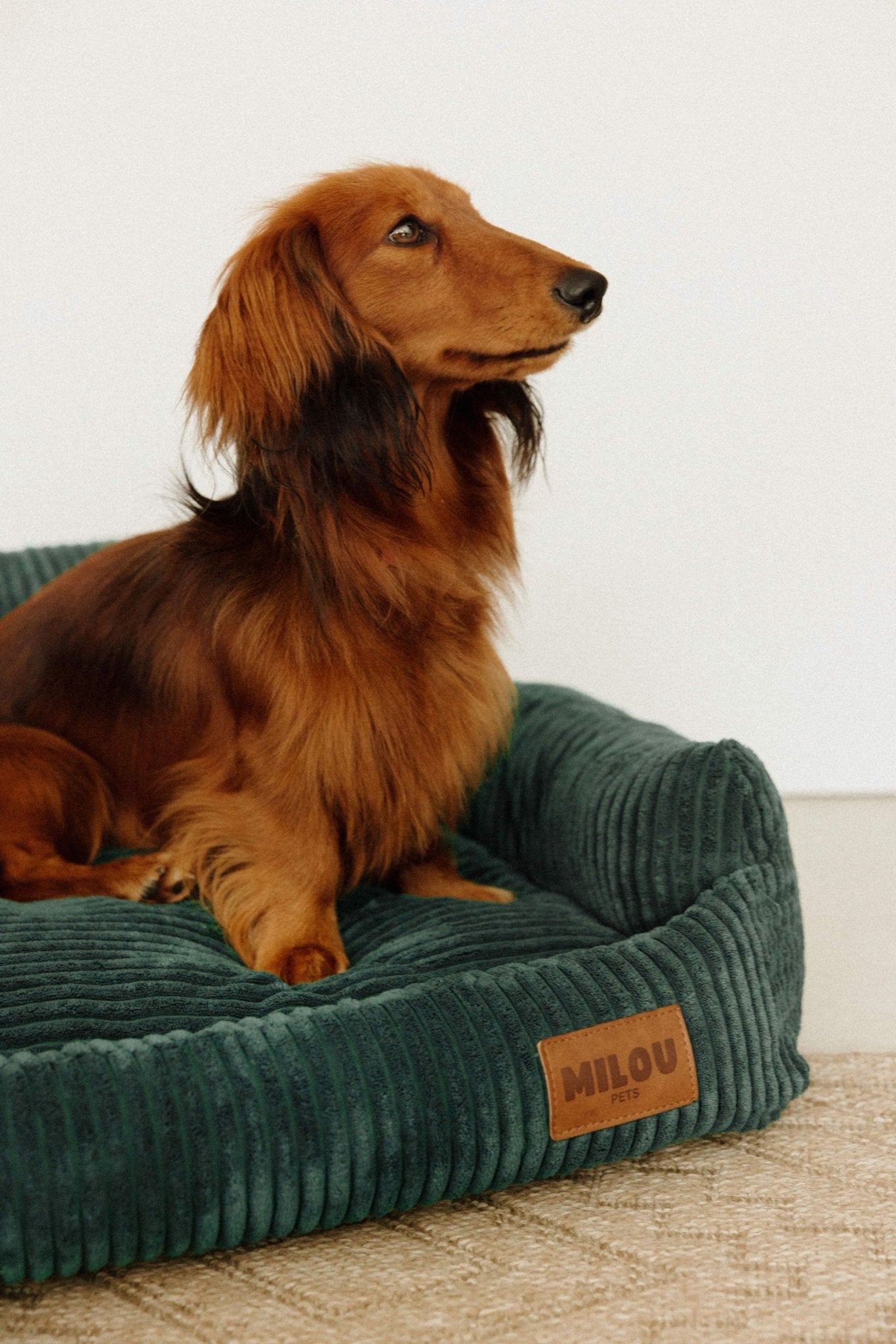 Canapé pour chien en velours côtelé vert sapin