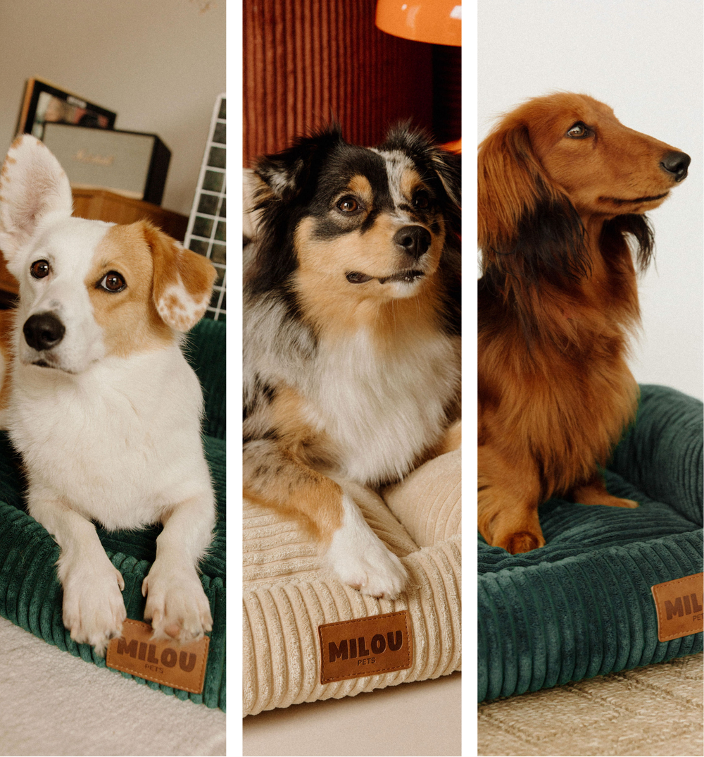 Canapés pour chiens chic et durables