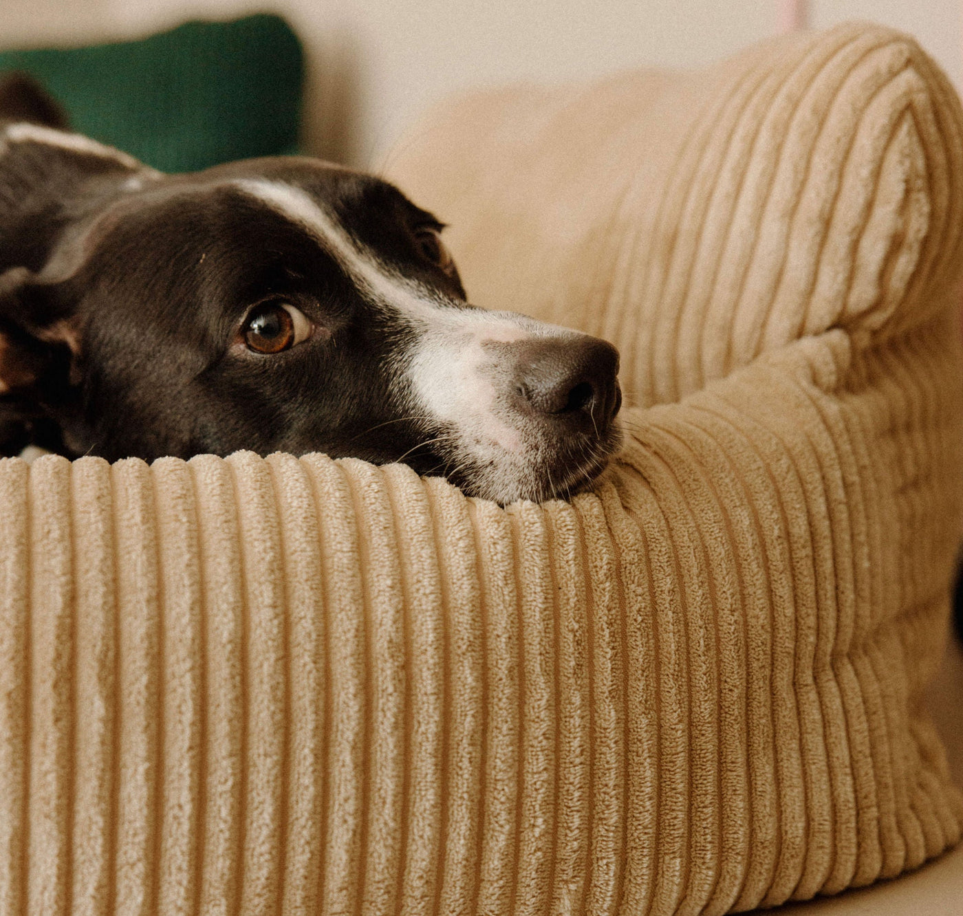 Canapés pour chiens chic et durable